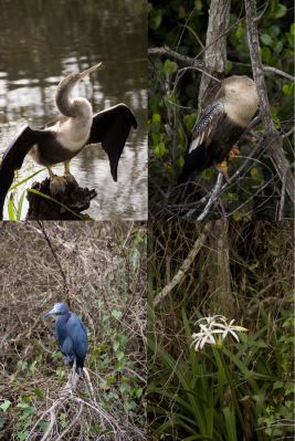 Everglades
