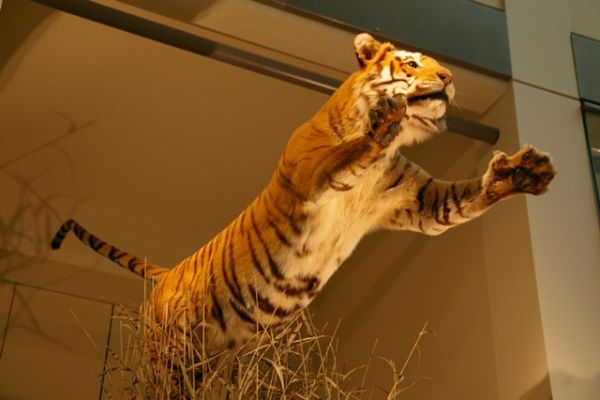 Museum of History
