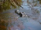 Everglades