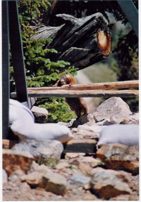 Marmot
