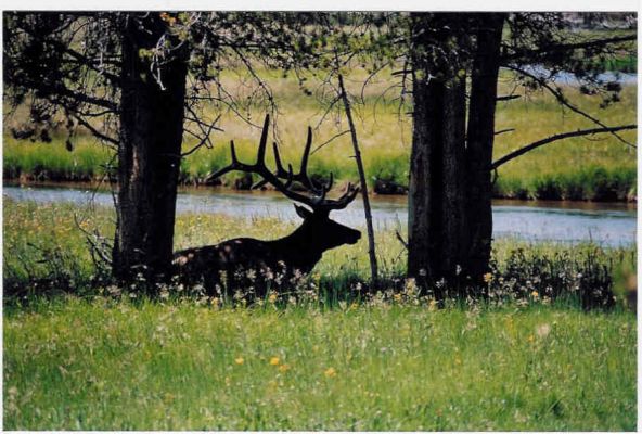 Antler
an einem Fluss "in the middle of nowhere
