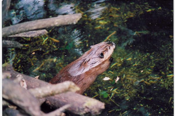 Beaver
