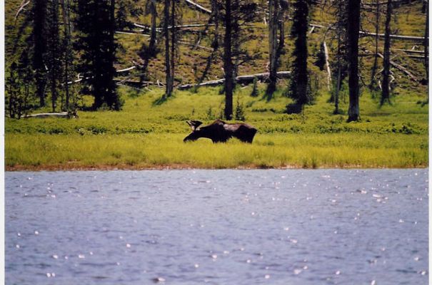 male Moose
