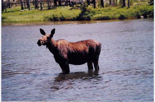 female Moose
