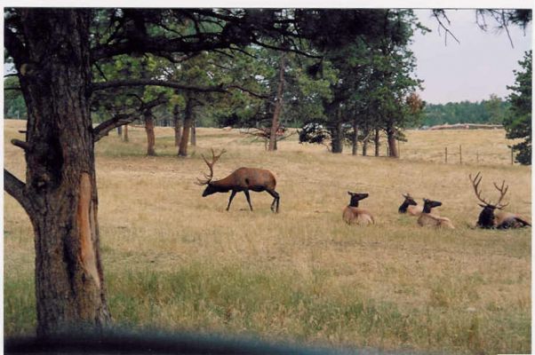 Wapitis
irgendwo in Wyoming
