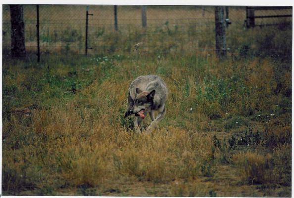 Arctic Wolf
Bear Country / SD
