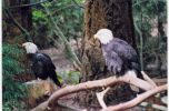 bald eagles.jpg