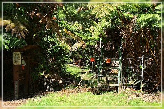 Big Island : Maka'ala Fern Forest Trail (= Wright Road Trail)
