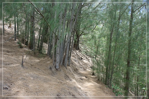 Kuli'ou'ou Ridge Trail
