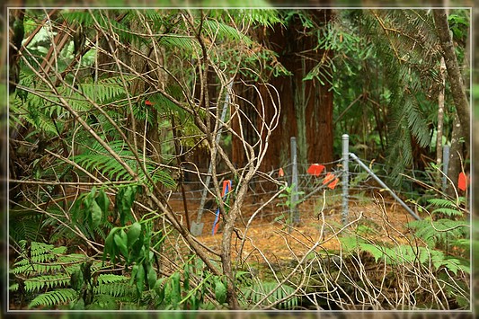 Big Island : Maka'ala Fern Forest Trail (= Wright Road Trail)
