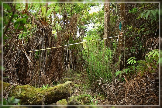 Big Island : Maka'ala Fern Forest Trail (= Wright Road Trail)
