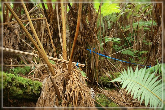 Big Island : Maka'ala Fern Forest Trail (= Wright Road Trail)
