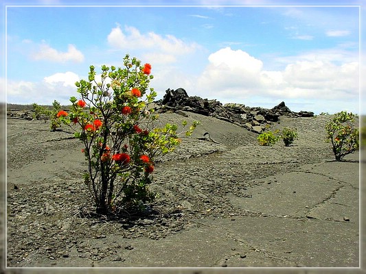 Big Island: Naulu Trail
