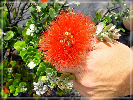 Big Island: Naulu Trail
