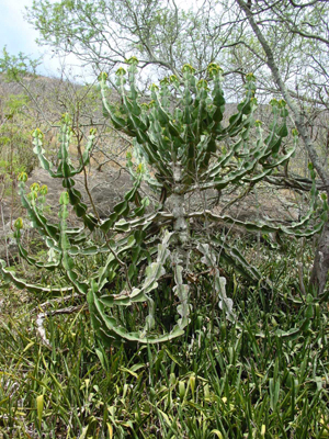 Koko Crater Botanical Garden
