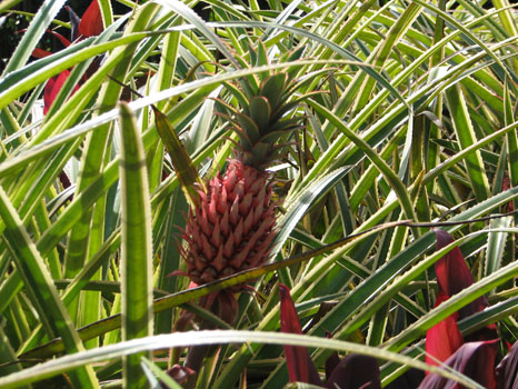 Ananas
