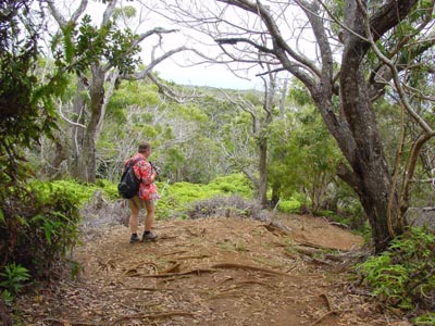 Awa'awa'puhi Trail
