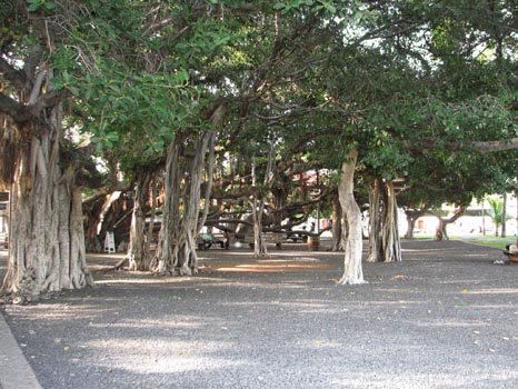 Banyan Tree in Lahaina
