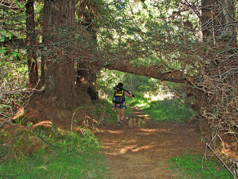 Berry Flat Trail
