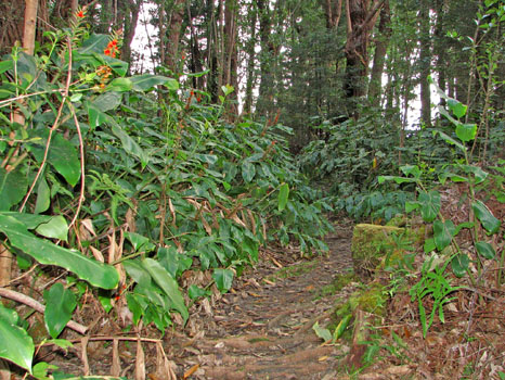Berry Flat Trail
