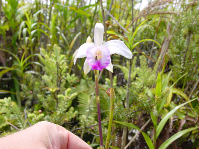 Orchidee am Wegesrand
