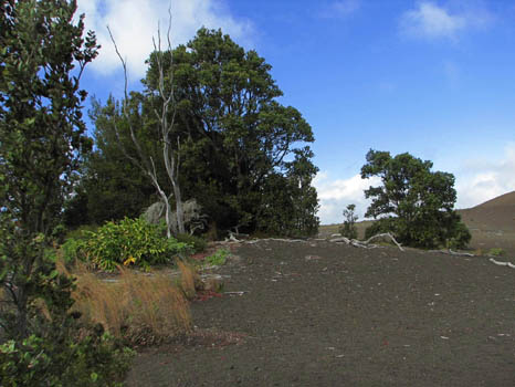 Devestation Trail
