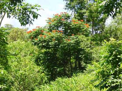 Hana Road
