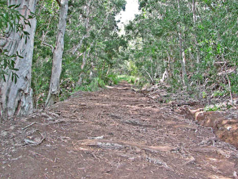 Hanalei-Okolehao Trail
