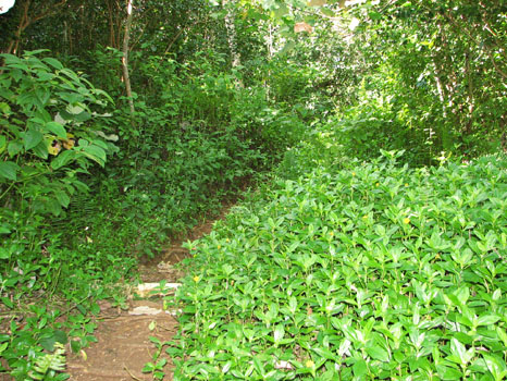 Hanalei-Okolehao Trail
