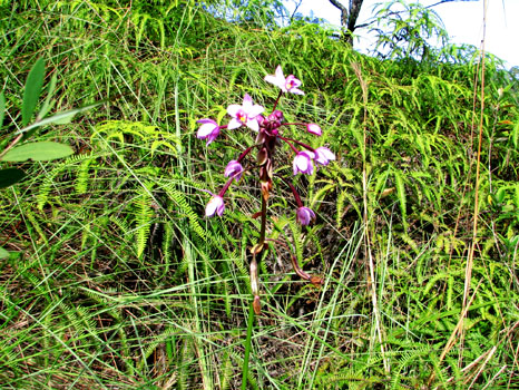 Orchidee
