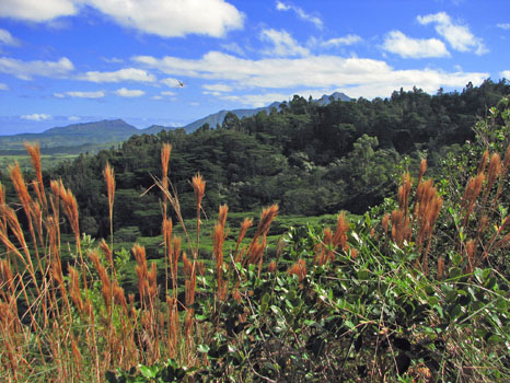 Hanalei-Okolehao Trail

