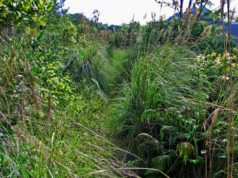 Hanalei-Okolehao Trail
