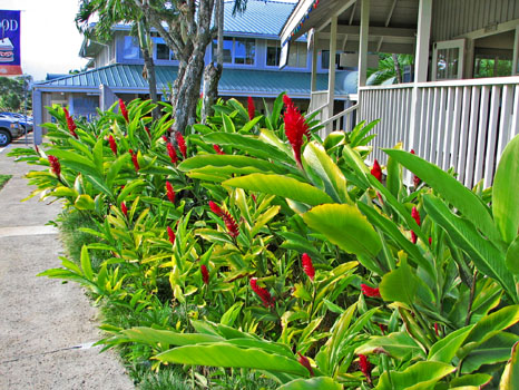 Hanalei
