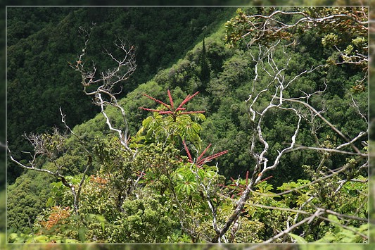 O'ahu: Kuli'ou'ou Ridge Trail
