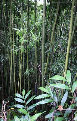 Na'ili'ili'haele Trail
