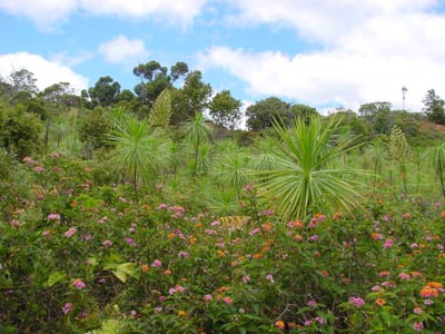 Iliau Nature Loop Trail
