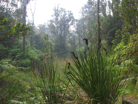 Kahaualea Trail

