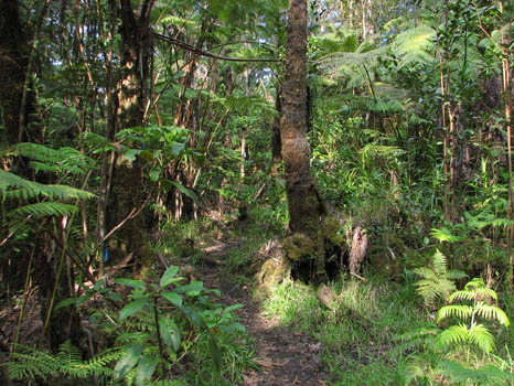 Kahaualea Trail

