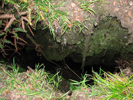 Kahaualea Trail
