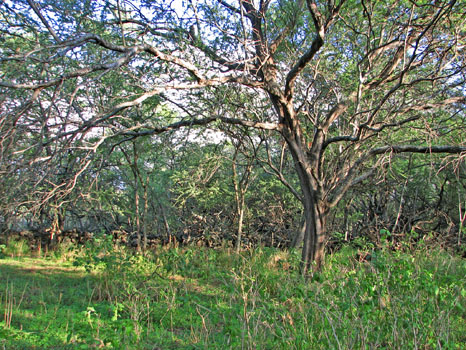 Kalua o Lapa Lava Vent Trail
