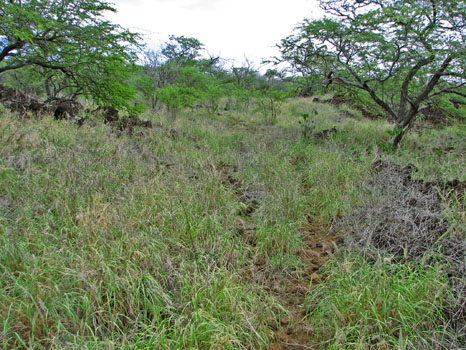 Kalua o Lapa Lava Vent Trail
