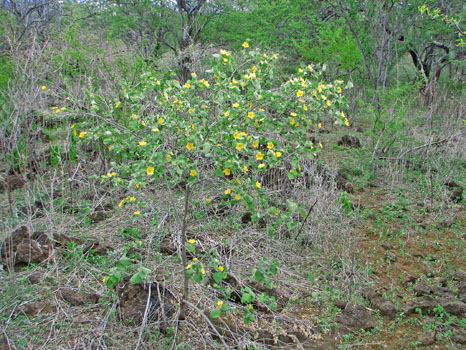 Kalua o Lapa Lava Vent Trail
