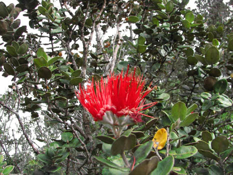 Kaumana Trail
