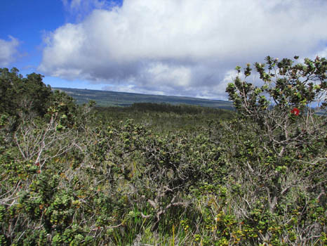 Kaumana Trail
