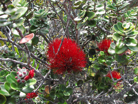 Kaumana Trail
