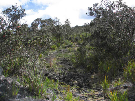 Kaumana Trail
