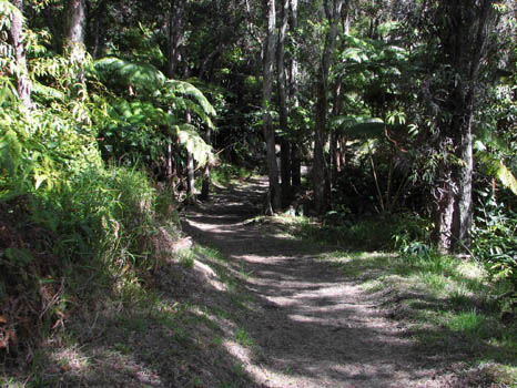 Kilauea Iki Trail
