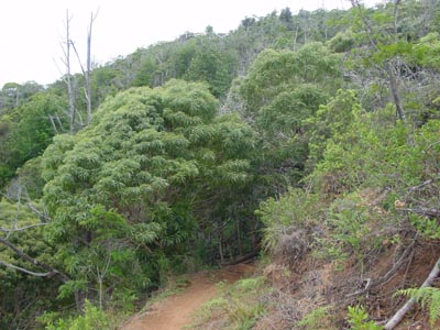 Kukui Trail
