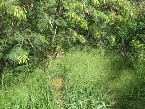 Kuliouou Ridge Trail
