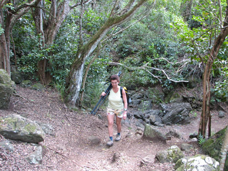 Kuliouou Ridge Trail
